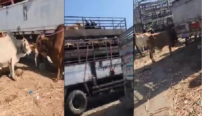 الخنق الاقتصادي .. الحوثيون يخنقون تجارة المواشي: احتجاز عشرات الشاحنات وتهديد بكارثة اقتصادية وصحية