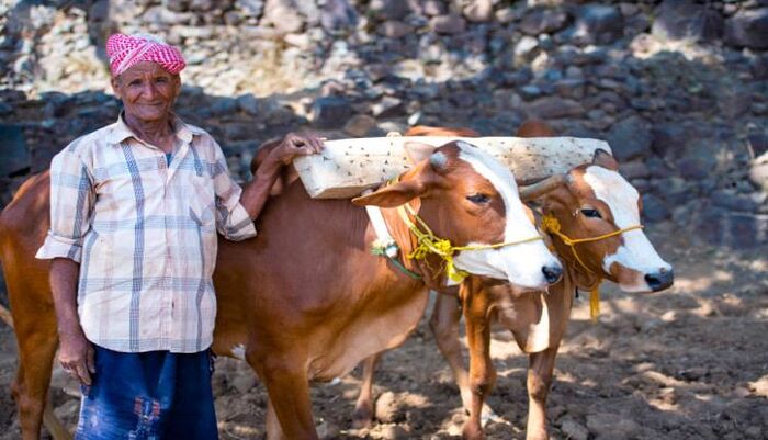 شاهد | البقر في قبضة العسكر: مواطن يشكو احتجاز أثواره والنيابة تتحرك ضد تعسف القوات الخاصة في تعز | وثائق وتفاصيل