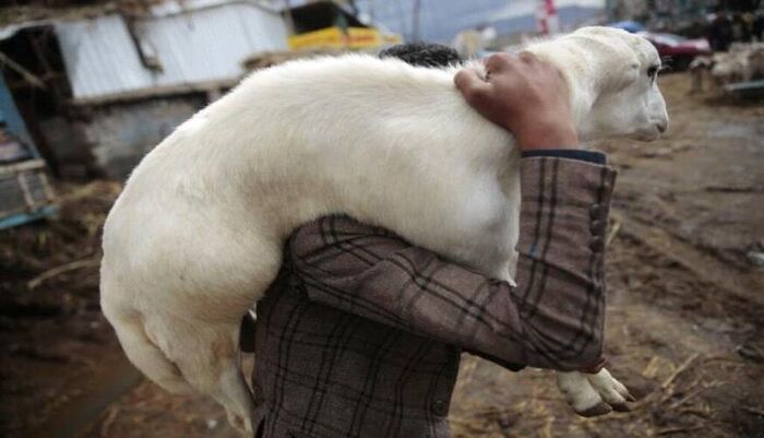 في اليمن | عيد تحت قبضة الجباة: الحوثي يخنق أسواق الأضاحي ويشعل أسعارها والفقراء يتوسلون اللحم