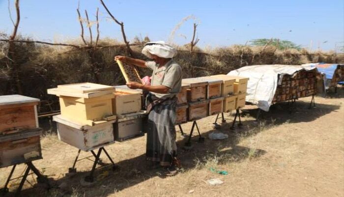 "الجمعة" عاصمة موسمية- طريق الكدحة يفتح موسم العسل الفاخر في المخا.. والنحالون: وجدنا الأمان بعد معاناة الحرب