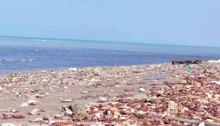 بالحديدة - نفوق جماعي لكائنات بحرية حساسة في موشج والزهاري يثير قلق السكان