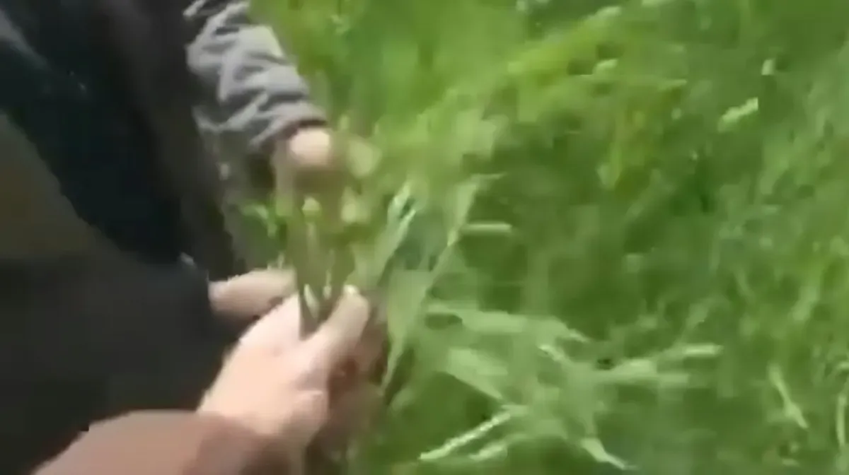 واقعة كارثية | الحوثيون يوزعون بذور أعلاف بدل القمح لمزارعي الجوف.. خسائر كبيرة بعد ضياع موسم كامل