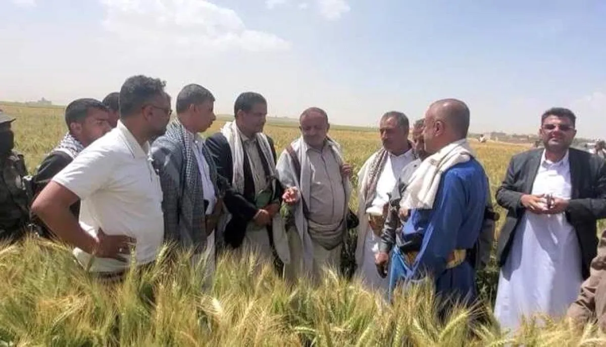 في الجوف .. فضيحة حوثية تدمر قطاع الزراعة.. توزيع بذور خطيرة للمزارعين بالمحافظة | تفاصيلها