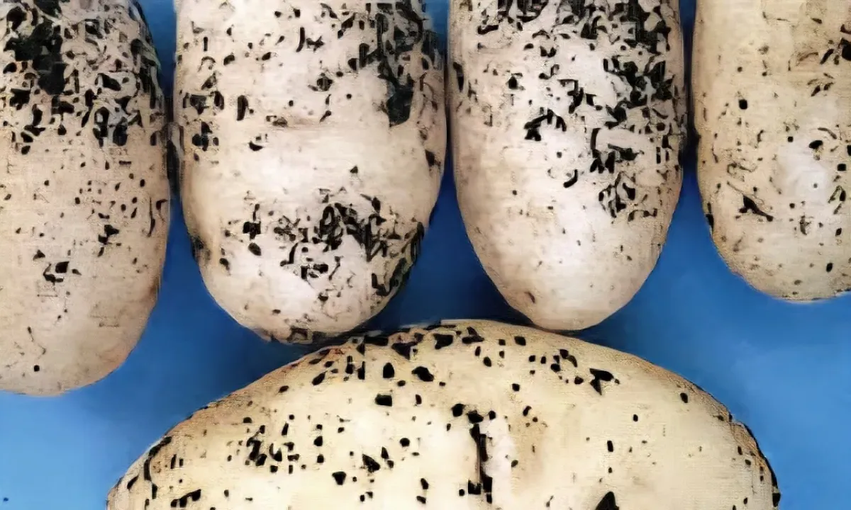 اعترافات من الداخل ومؤسسات الفساد و"تجارة السموم" | "إرهاب زراعي": مليشيا الحوثي تغتال تربة اليمن ببذور ملوثة بـ"العفن البني" وتُفخخ الأمن الغذائي لأجيال