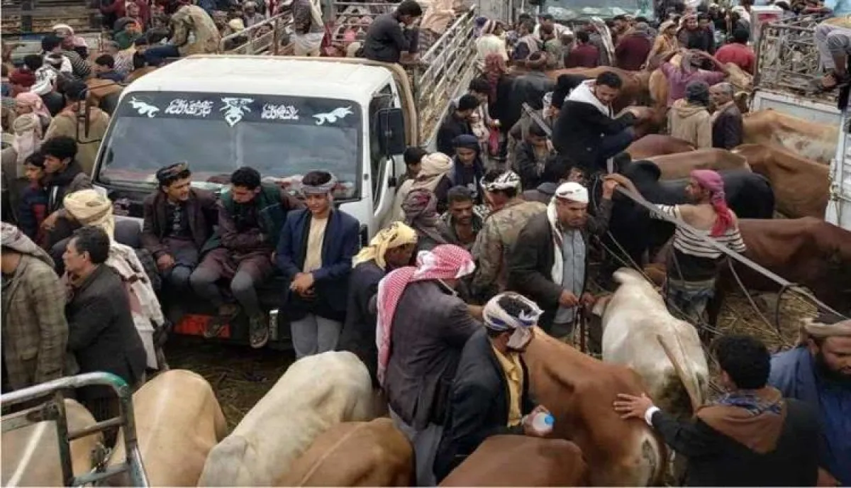 سطوٌ على أضاحي النازحين وجبايات خانقة.. الحوثيون يستقبلون العيد بتعميق معاناة اليمنيين