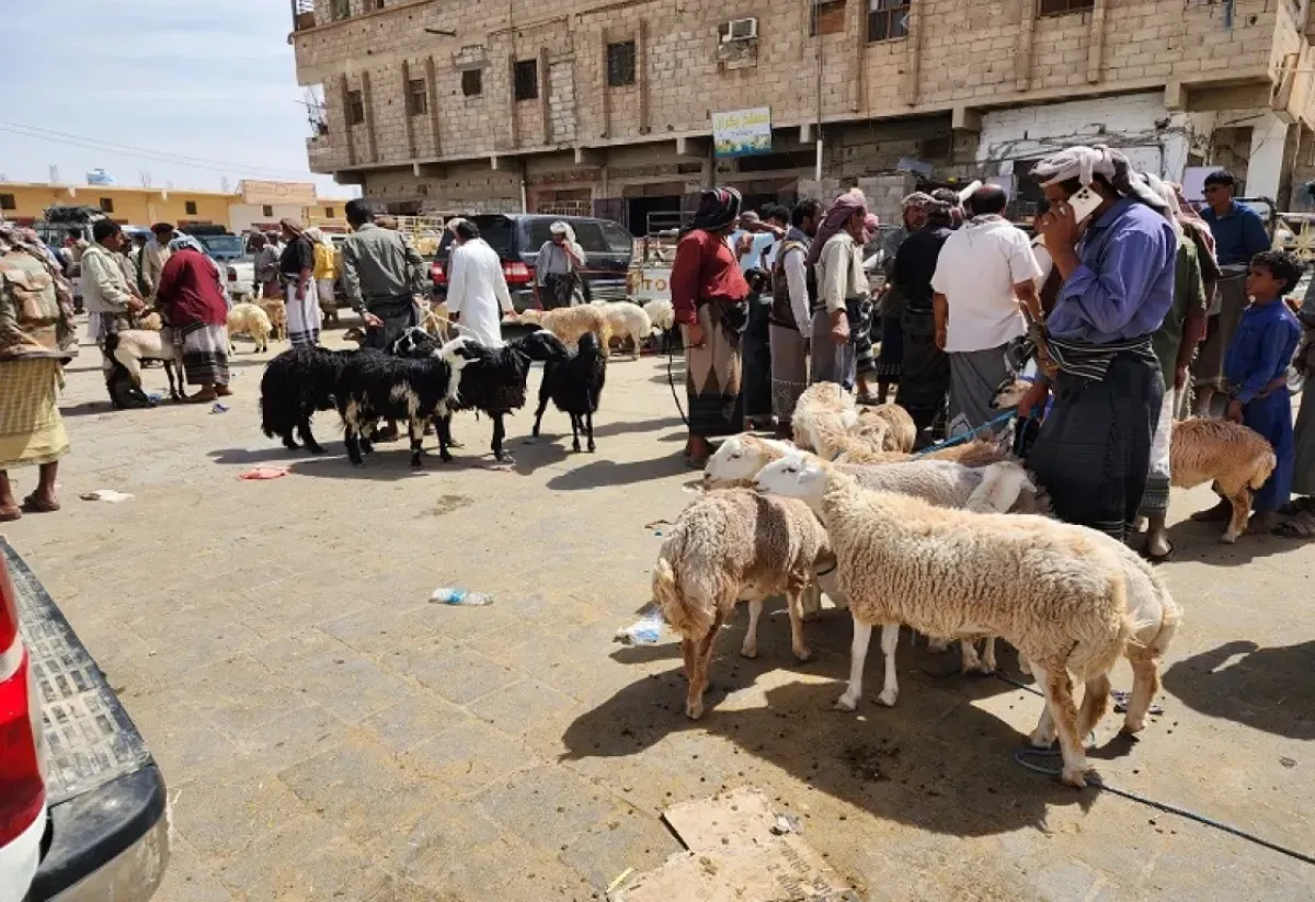 فضيحة نهب أضاحي العيد في تعز.. اتهامات لحزب الإصلاح وملاحقة للكاشفين