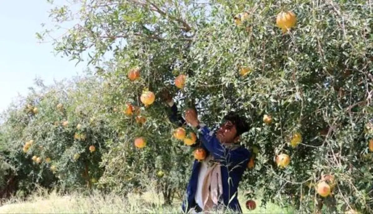 عمليات استيلاء ممنهجة | تحقيق يكشف الوجه الخفي لنهب صعدة.. الحوثي يصادر الأراضي ويجوع المزارعين تحت تهديد السلاح