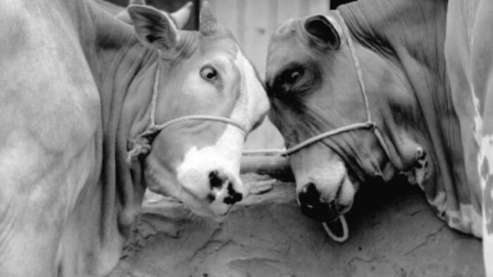 في اليمن | مشهد يذكّر بأسوا فصول الإقطاع الجائر.. الحوثيون يفتكّون بالثروة الحيوانية: إبادة اقتصادية تحت ظل الإقطاع المتوحش