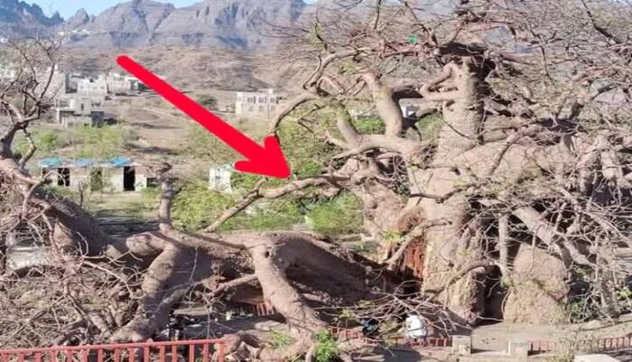 انهيار أقدم شجرة في اليمن والجزيرة العربية عمرها 2000 عام