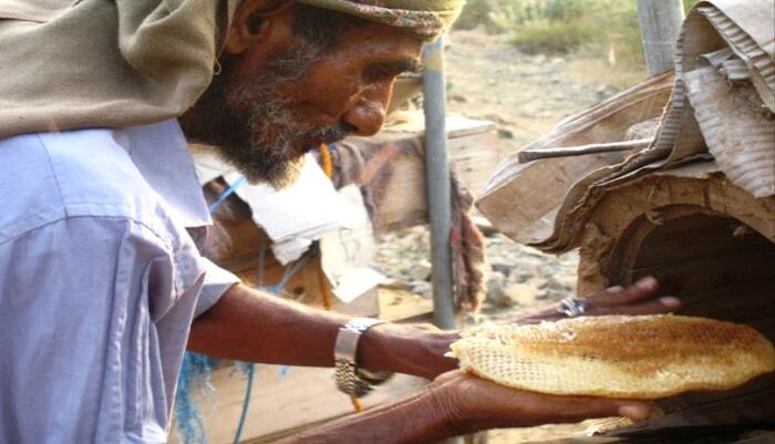 سمعته في خطر | سم النحل لا عسله.. حرب ومبيدات وتغيّر مناخي تهدد كنز اليمن الأغلى في يومه العالمي