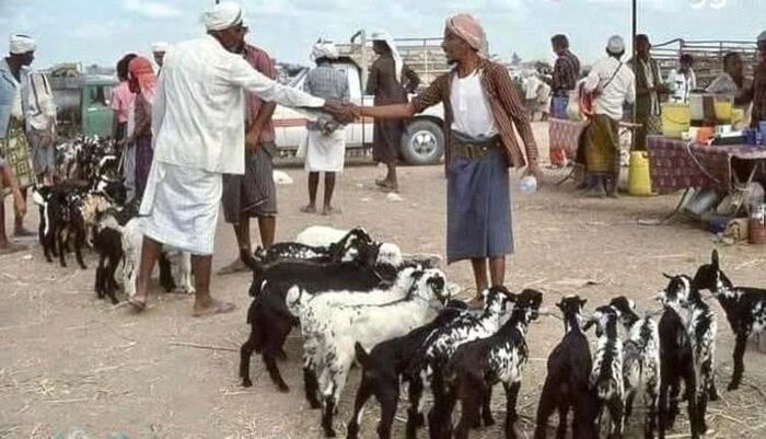 الحديدة واضاحي العيد | جبايات خانقة على المواشي.. الحوثي يزهق عشرات الآلاف من جيوب الأهالي لإفقار تهامة