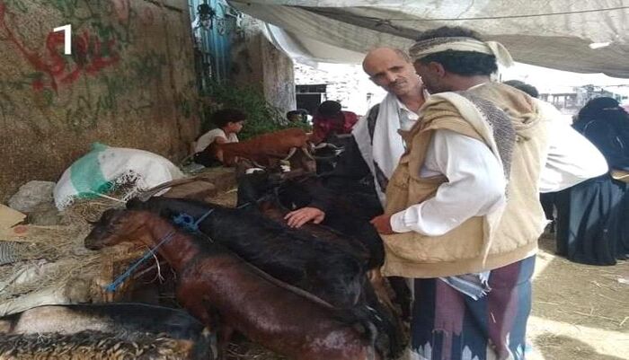 السلطة خارج الخدمة | خروف العيد يتحوّل إلى حلم باهظ.. أسعار الأضاحي تقفز في تعز وتثير موجة غضب واسعة