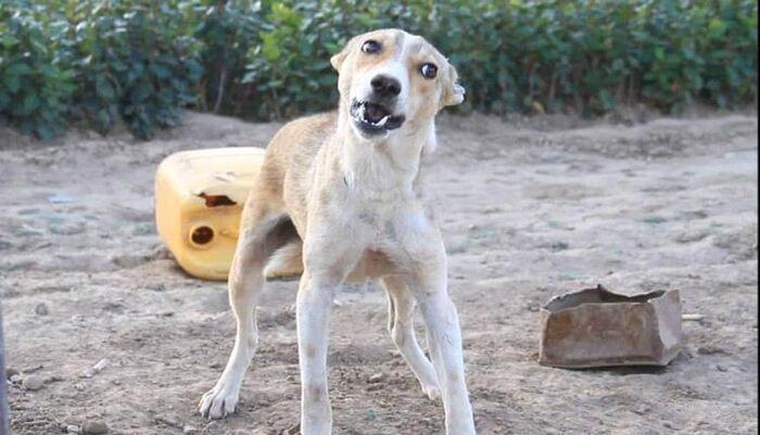 تحولت الى ليلة رعب حقيقة.. كلب ضال يفسد ليلة أحلام عروس في ذمار