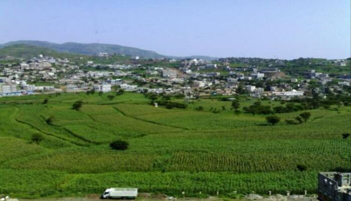 تهدد مئات الالاف من السكان | الخضروات المسمومة.. إب على حافة كارثة صحية جراء ريّ المزارع بمياه المجاري